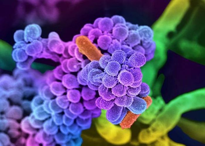 BATTERI BUONI CONTRO BATTERI CATTIVI -IL FUTURO DELLA TERAPIA